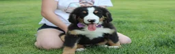 Bernese Mountain Dog dogs for sale: Moose  - Ad 2