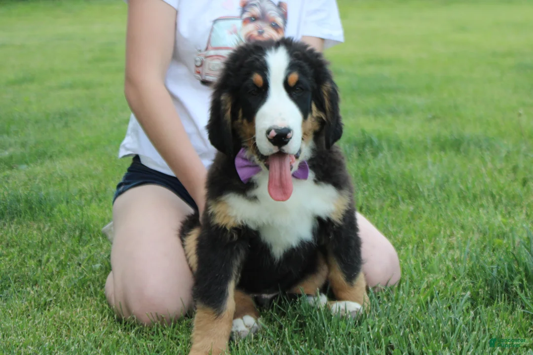 Bernese Mountain Dog dogs for sale: Moose  - Ad 2