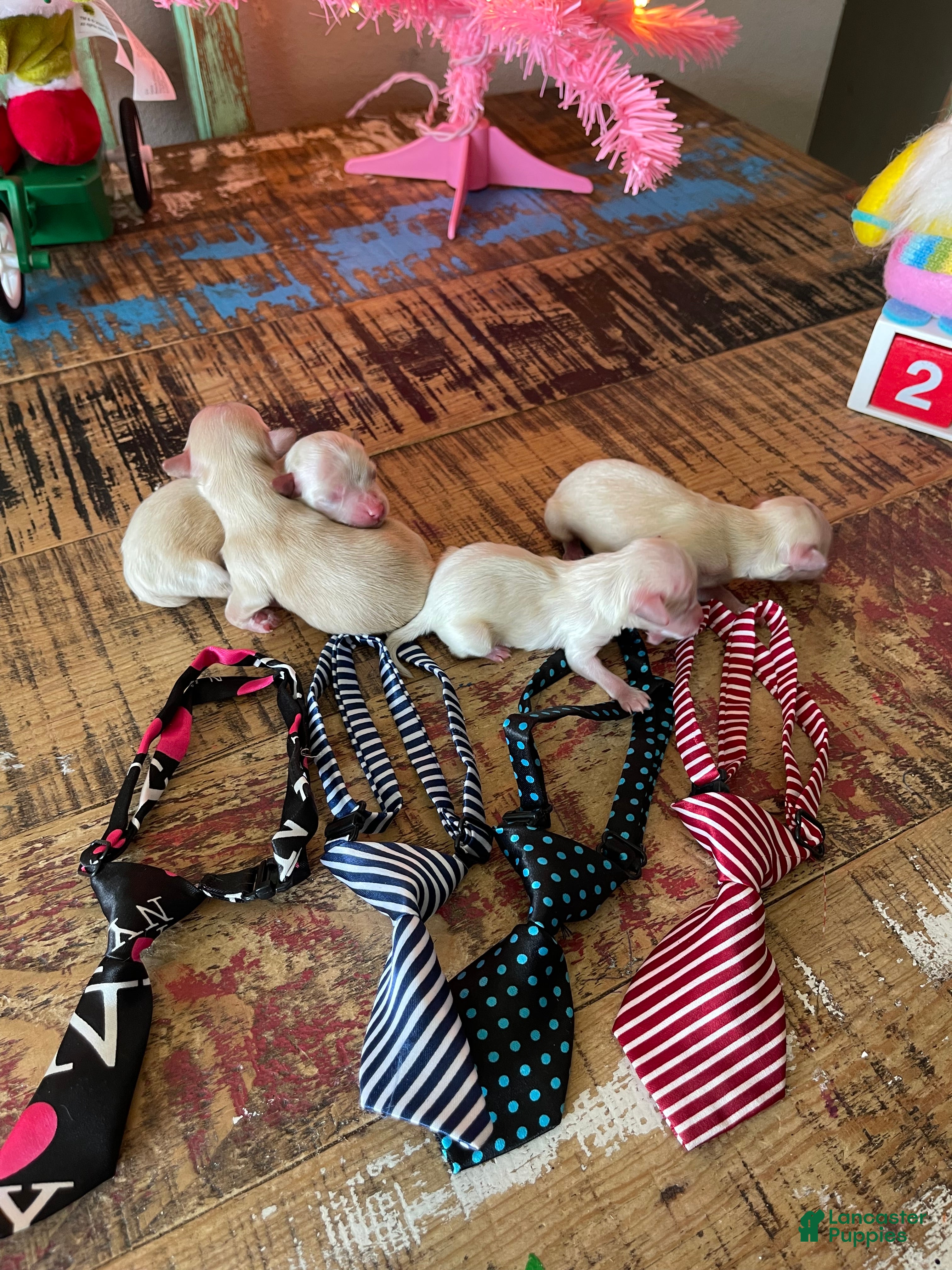 Maltipoo dogs Maltipoo Puppy 4 - Ad 21