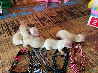 Maltipoo dogs Maltipoo Puppy 4 - Ad 8