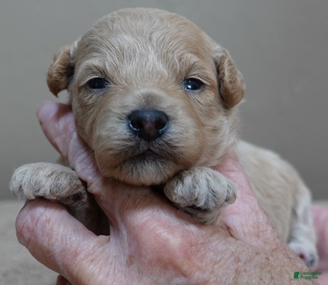 Toy Poodle dogs for sale: Ellie shimmering champagne - Ad 2