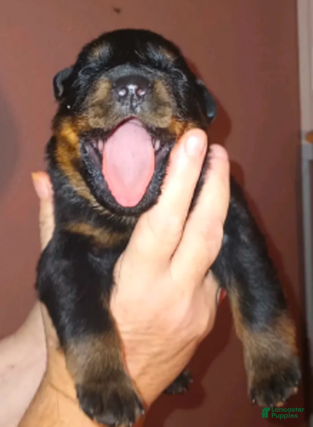 Rottweiler dogs for sale: Championship bloodline Girl 2 - Ad 3