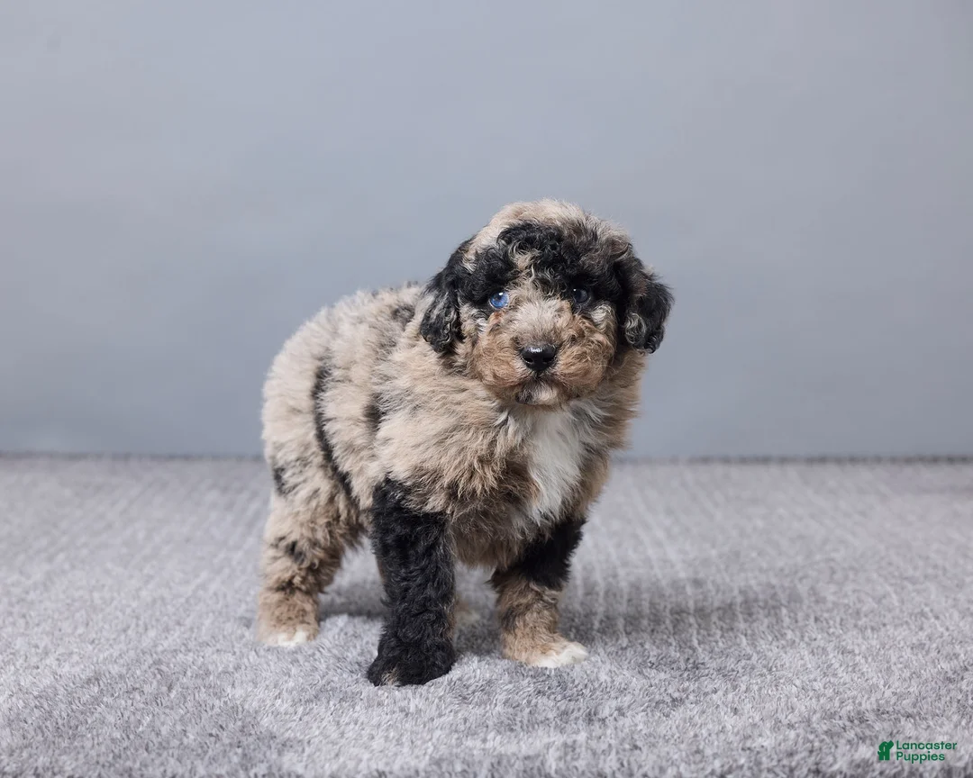 Sheepadoodle dogs for sale: Francois - Ad 3