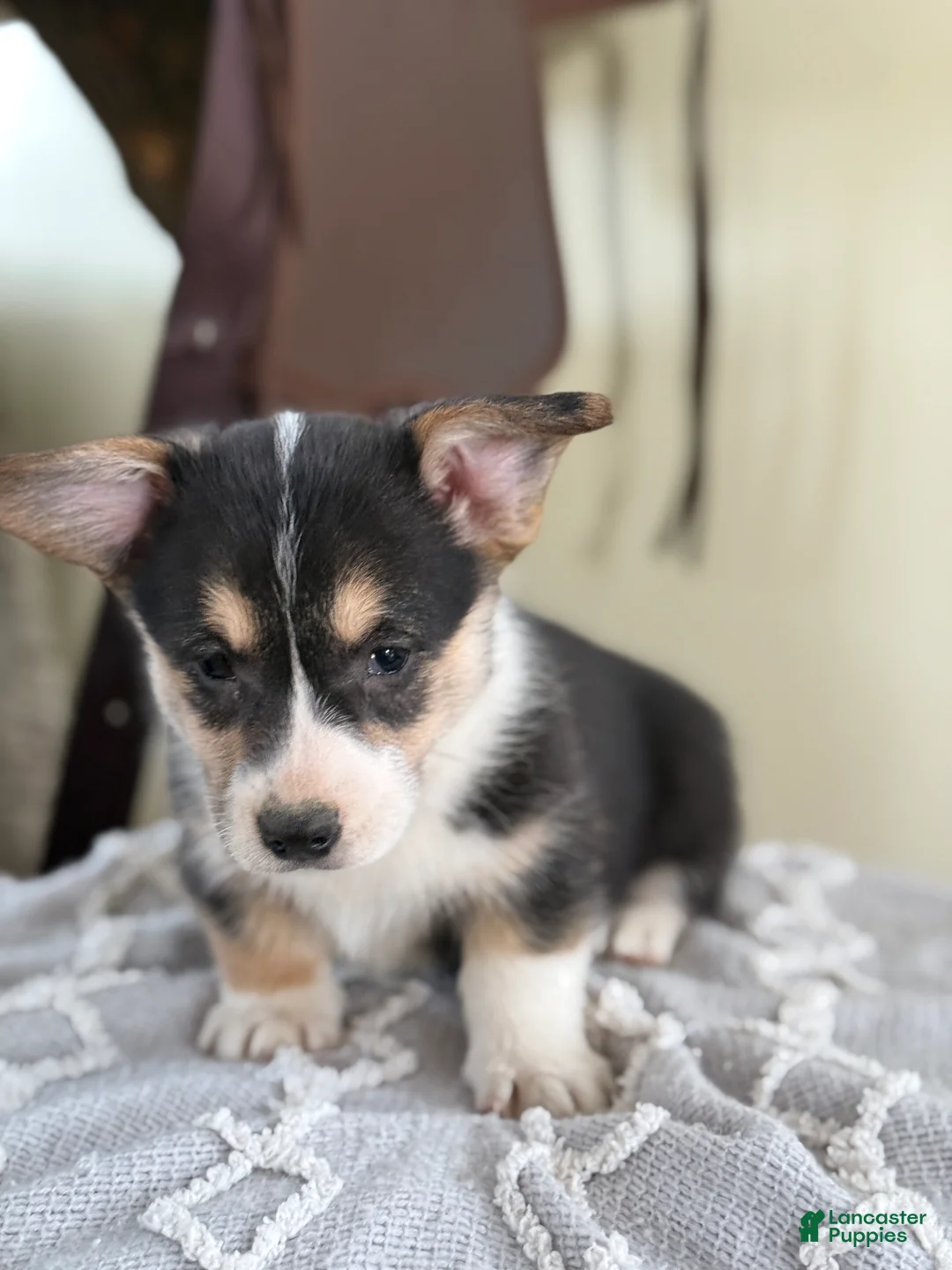 Welsh Corgi Pembroke dogs for sale: Fudge - Ad 6