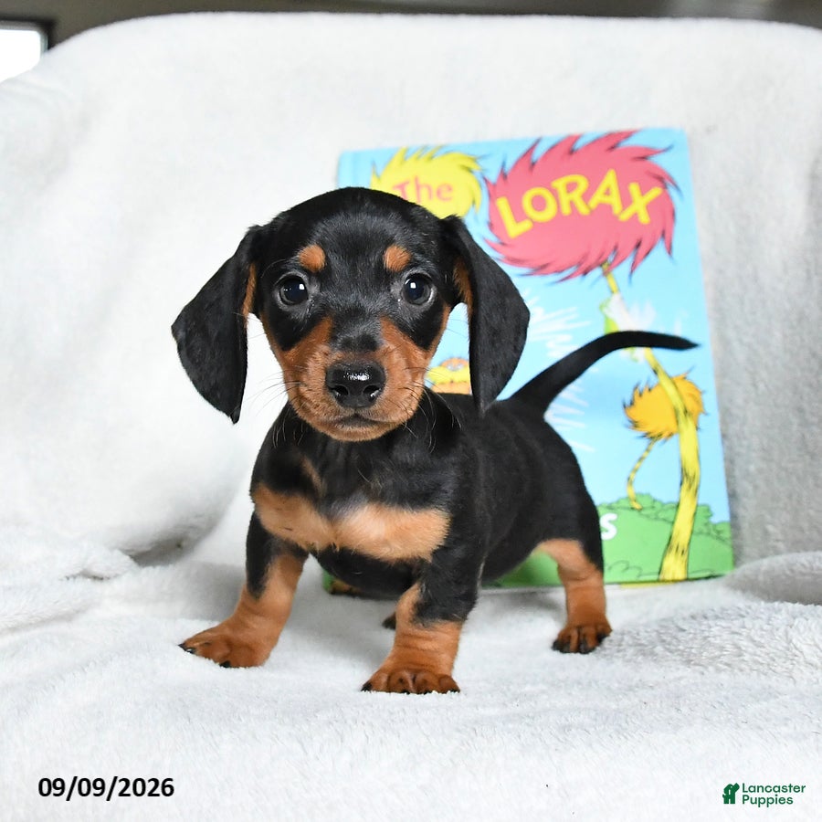 Miniature Dachshund dogs Barbaloot - Ad 2