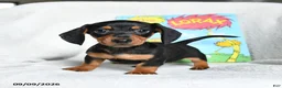 Miniature Dachshund dogs for sale: Barbaloot - Ad 2