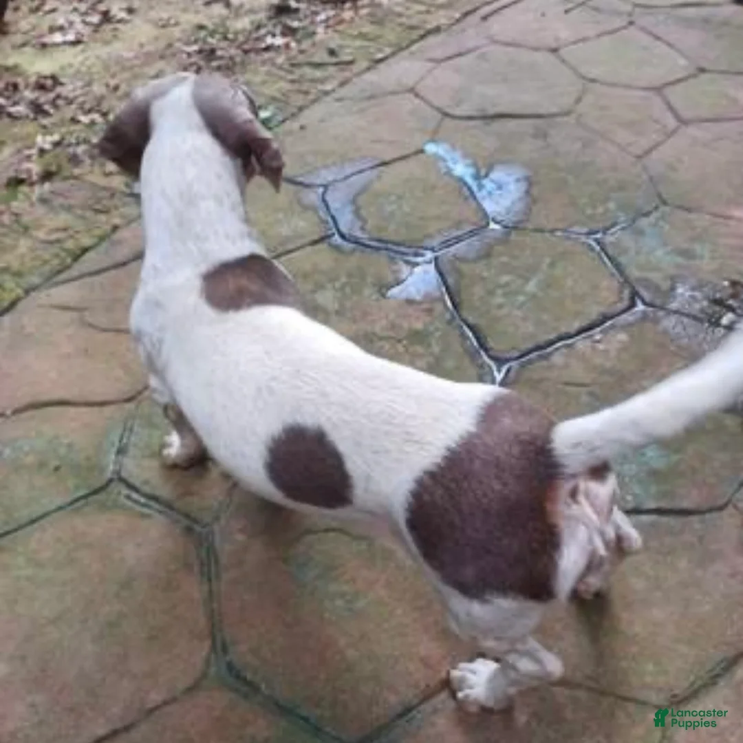 Dachshund dogs for sale: Luly - Ad 4