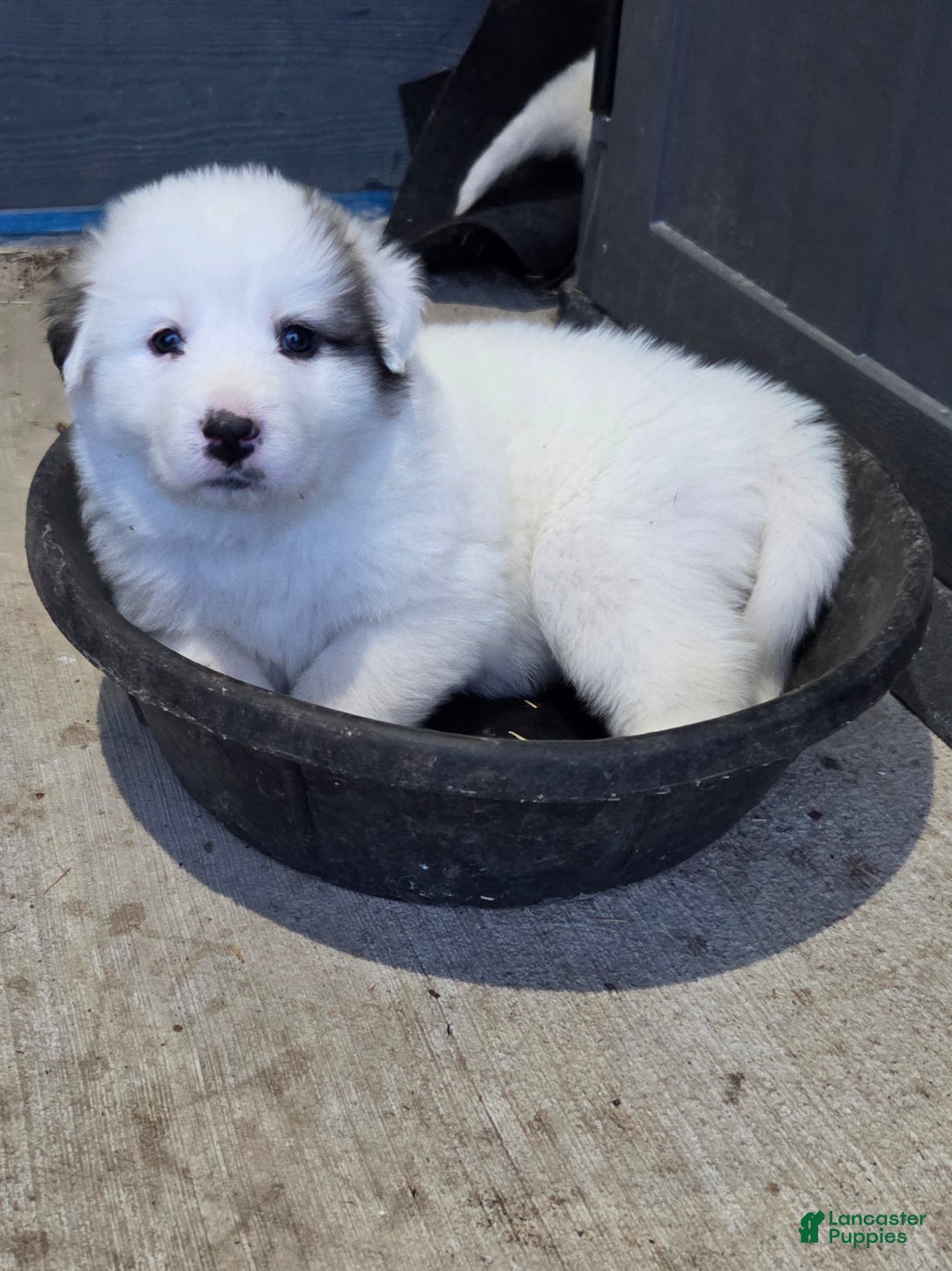 Great Pyrenees dogs for sale: Lucy - Ad 4