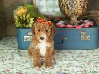 Mixed Breed dogs Caroline - Ad 17