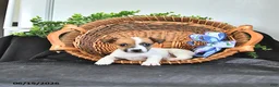 Jack Russell Terrier dogs for sale: Tasha - Ad 3
