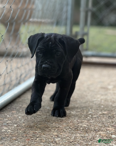 Cane Corso dogs for sale: Cane Corso (Yellow) - Ad 1