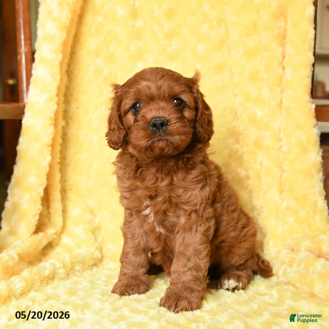 Cavapoo dogs for sale: Snoopy - Ad 2