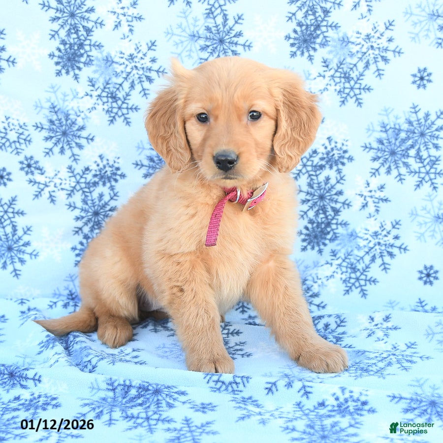 Golden Retriever dogs Lucky - Ad 38