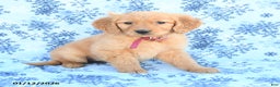 Golden Retriever dogs for sale: Lucky - Ad 1