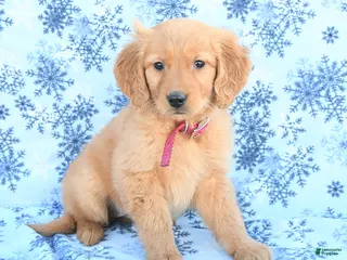 Golden Retriever dogs Lucky - Ad 30