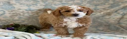 Mini Goldendoodle dogs for sale: Caram - Ad 8