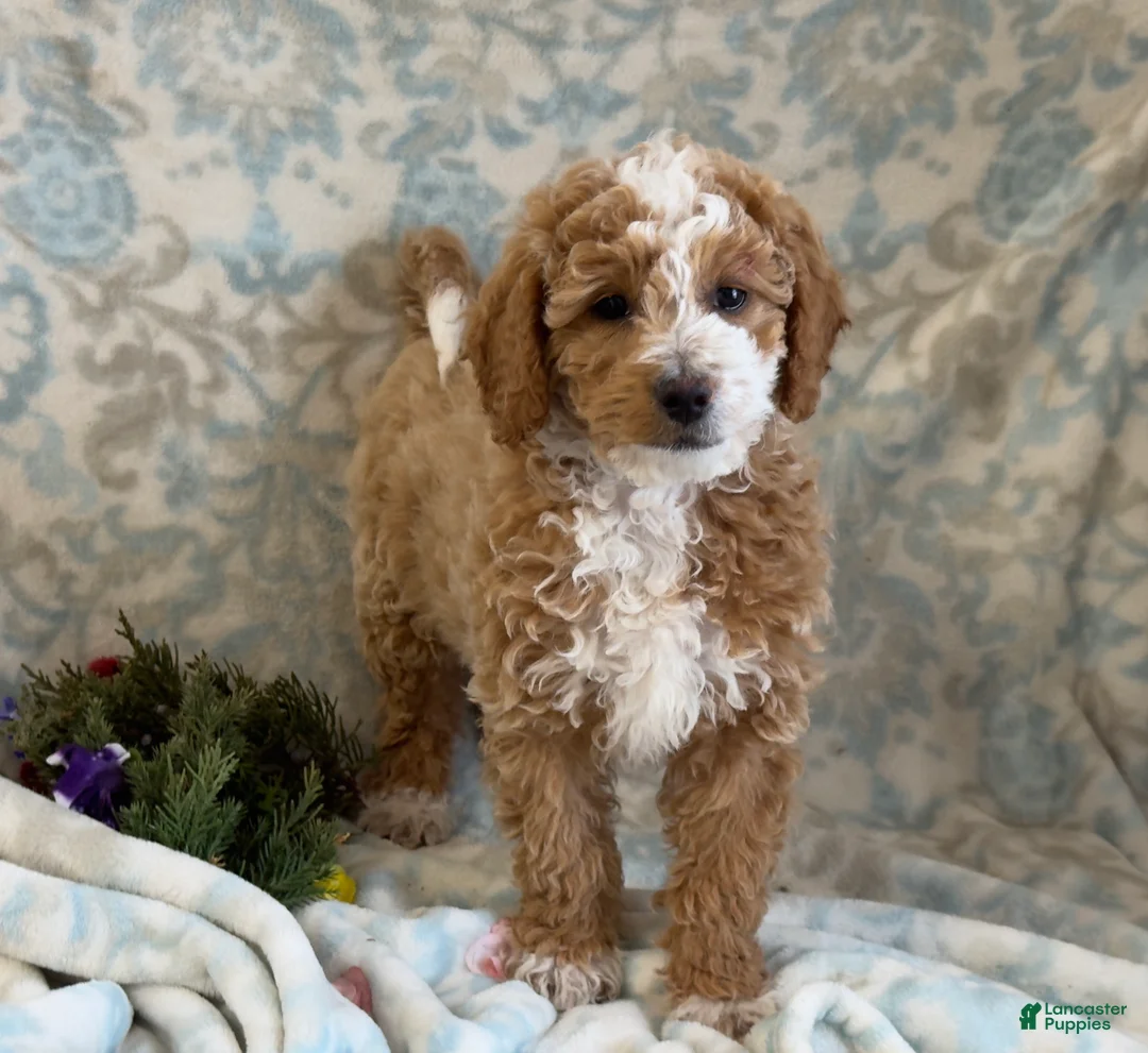 Mini Goldendoodle dogs for sale: Caram - Ad 8