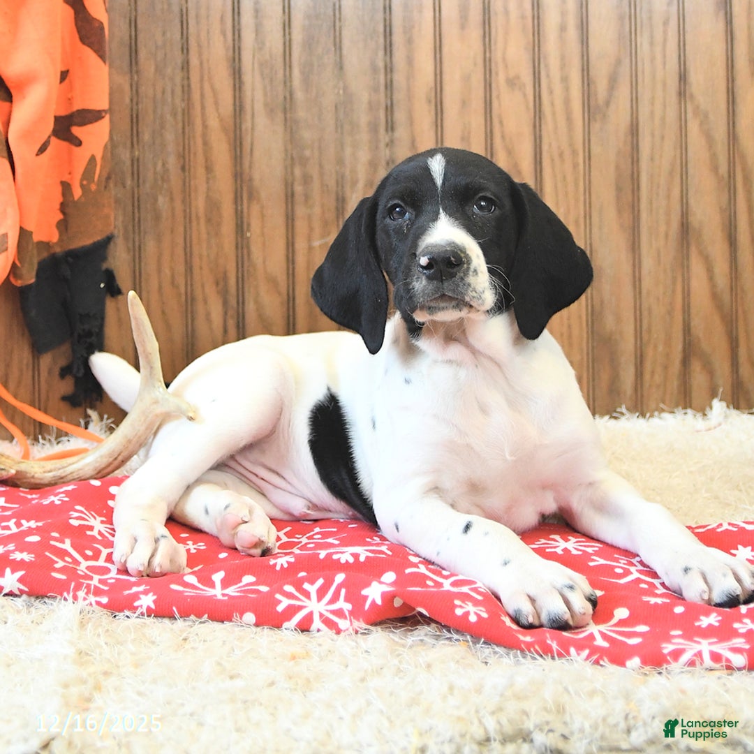German Shorthaired Pointer dogs for sale: Diamond - Ad 4