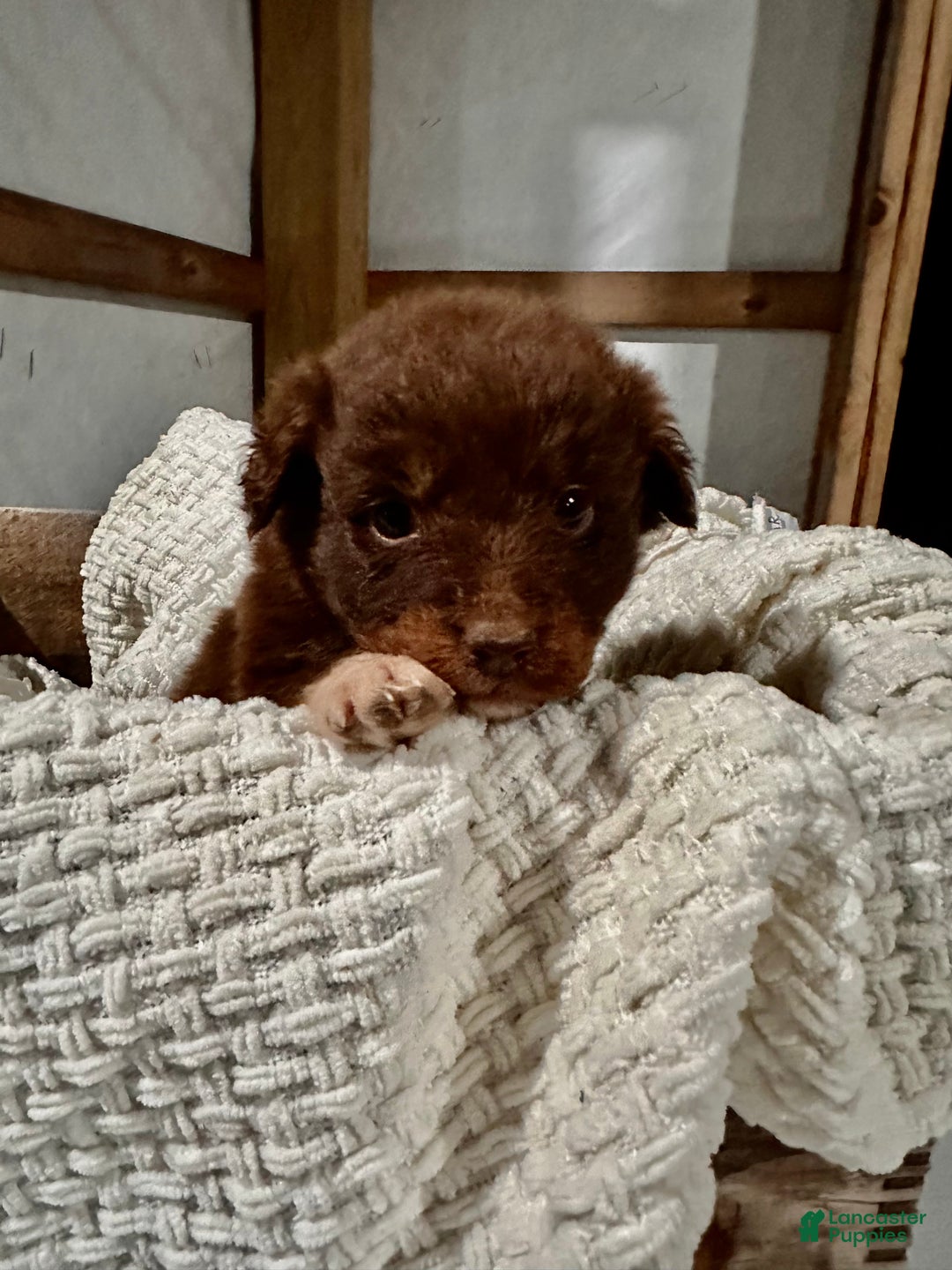 Aussiedoodle dogs for sale: Darla - Ad 2