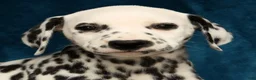 Dalmatian dogs for sale: Nellie - Ad 9