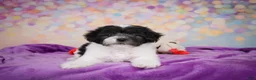 Maltipoo dogs for sale: Voilet - Ad 14