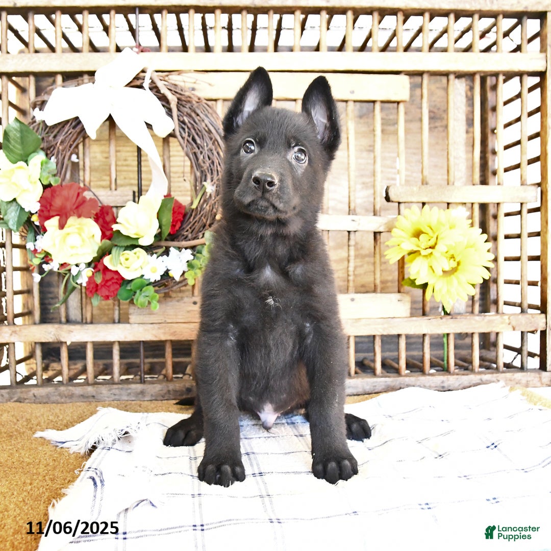 Mixed Breed dogs for sale: Owen - Ad 7