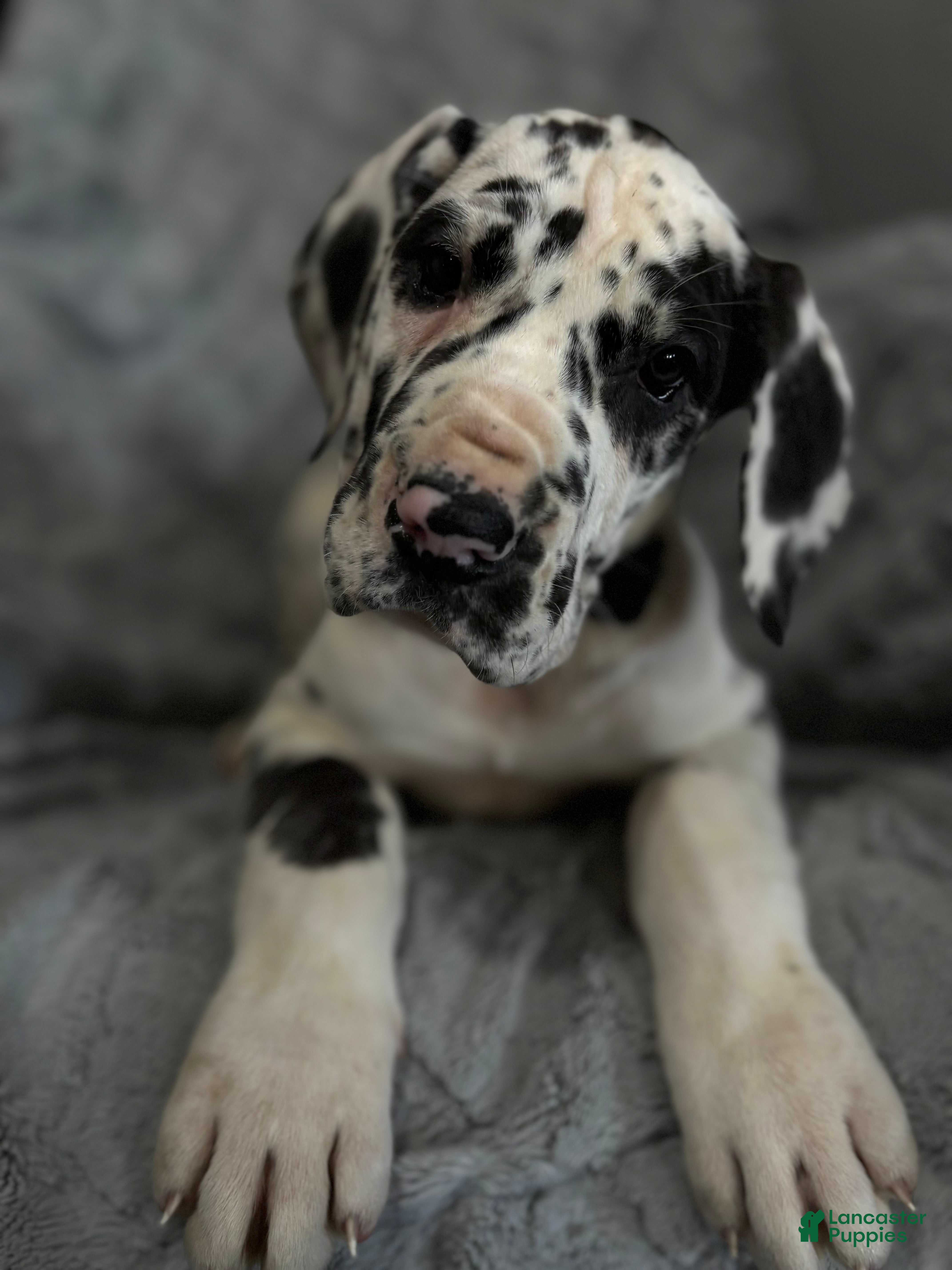Great Dane dogs Domino  - Ad 24