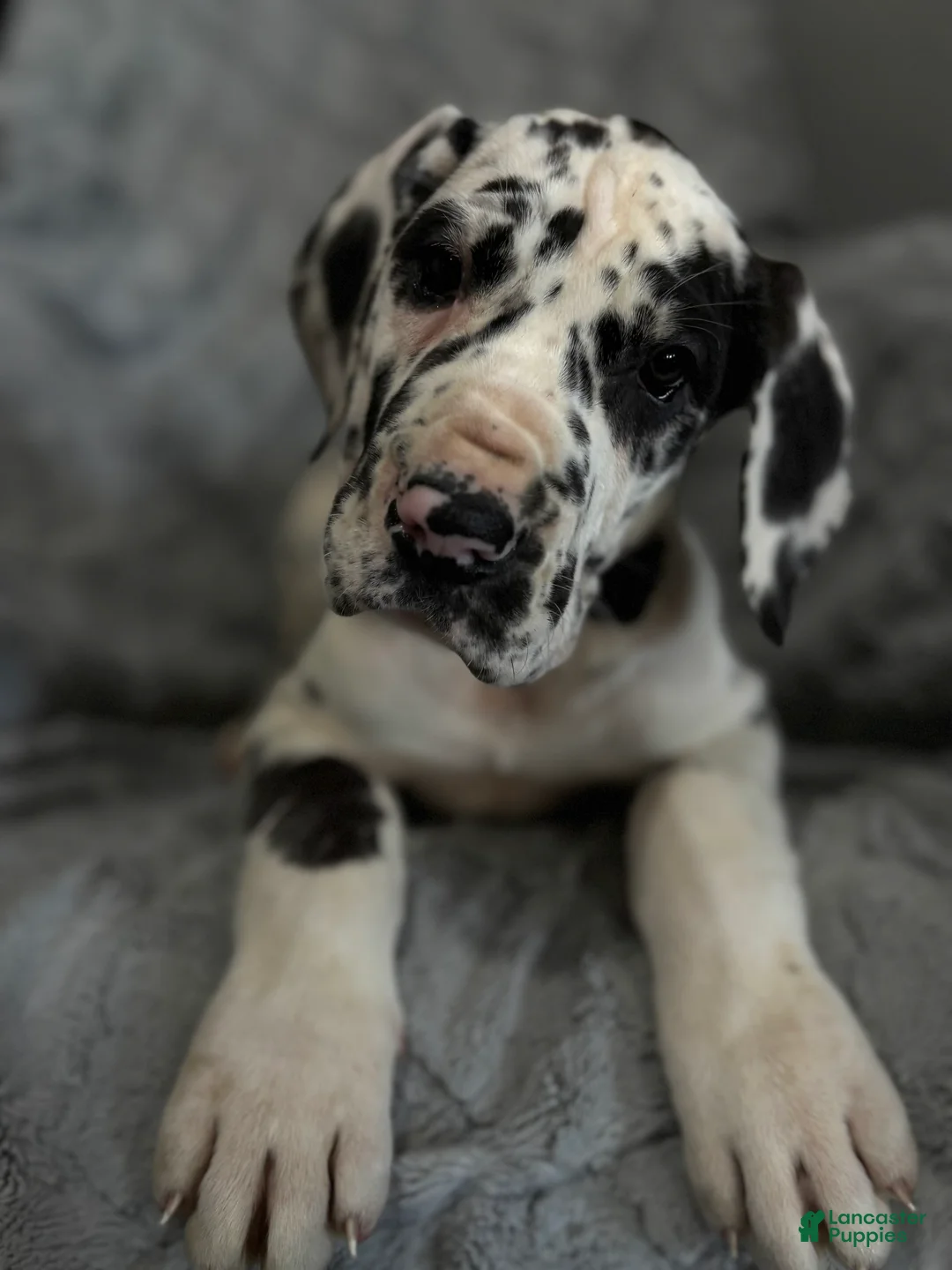 Great Dane dogs for sale: Domino  - Ad 1