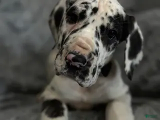 Great Dane dogs Domino - Ad 24