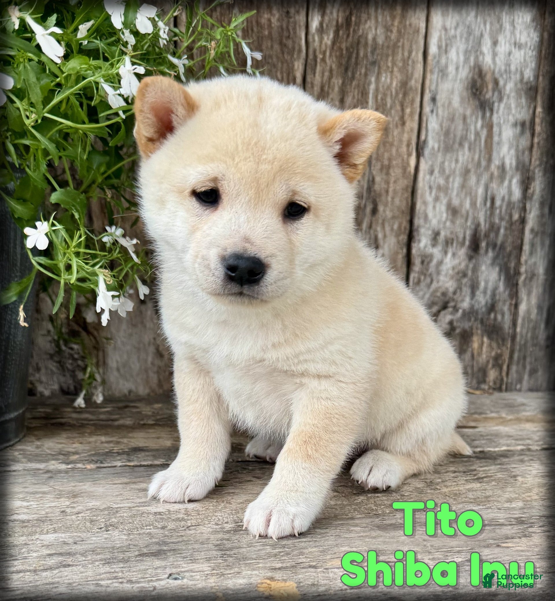 Shiba Inu dogs Tito - Ad 1