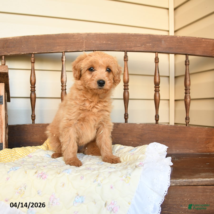 Mini Goldendoodle dogs Flora   - Ad 1