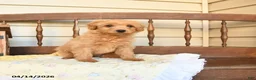 Mini Goldendoodle dogs for sale: Flora   - Ad 1