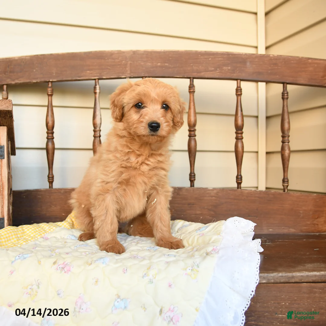 Mini Goldendoodle dogs for sale: Flora   - Ad 1