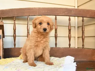 Mini Goldendoodle dogs for sale: Flora - Ad 2