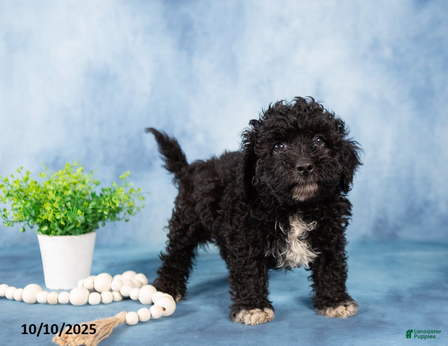 Mixed Breed dogs Midnight - Ad 8