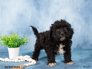 Mixed Breed dogs Midnight - Ad 31