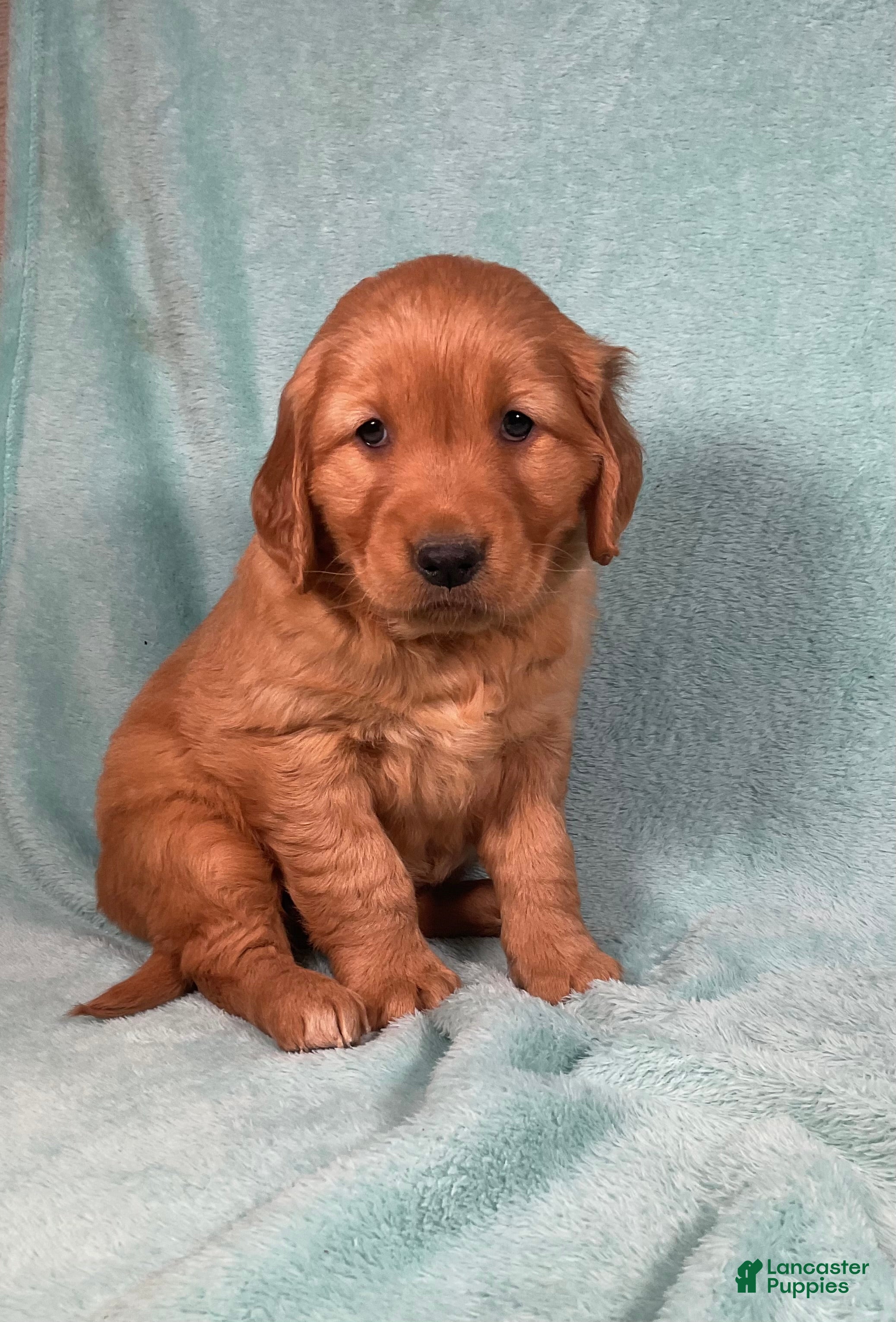 Golden Retriever dogs Luna  - Ad 14