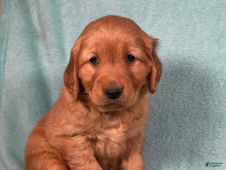 Golden Retriever dogs Luna - Ad 19