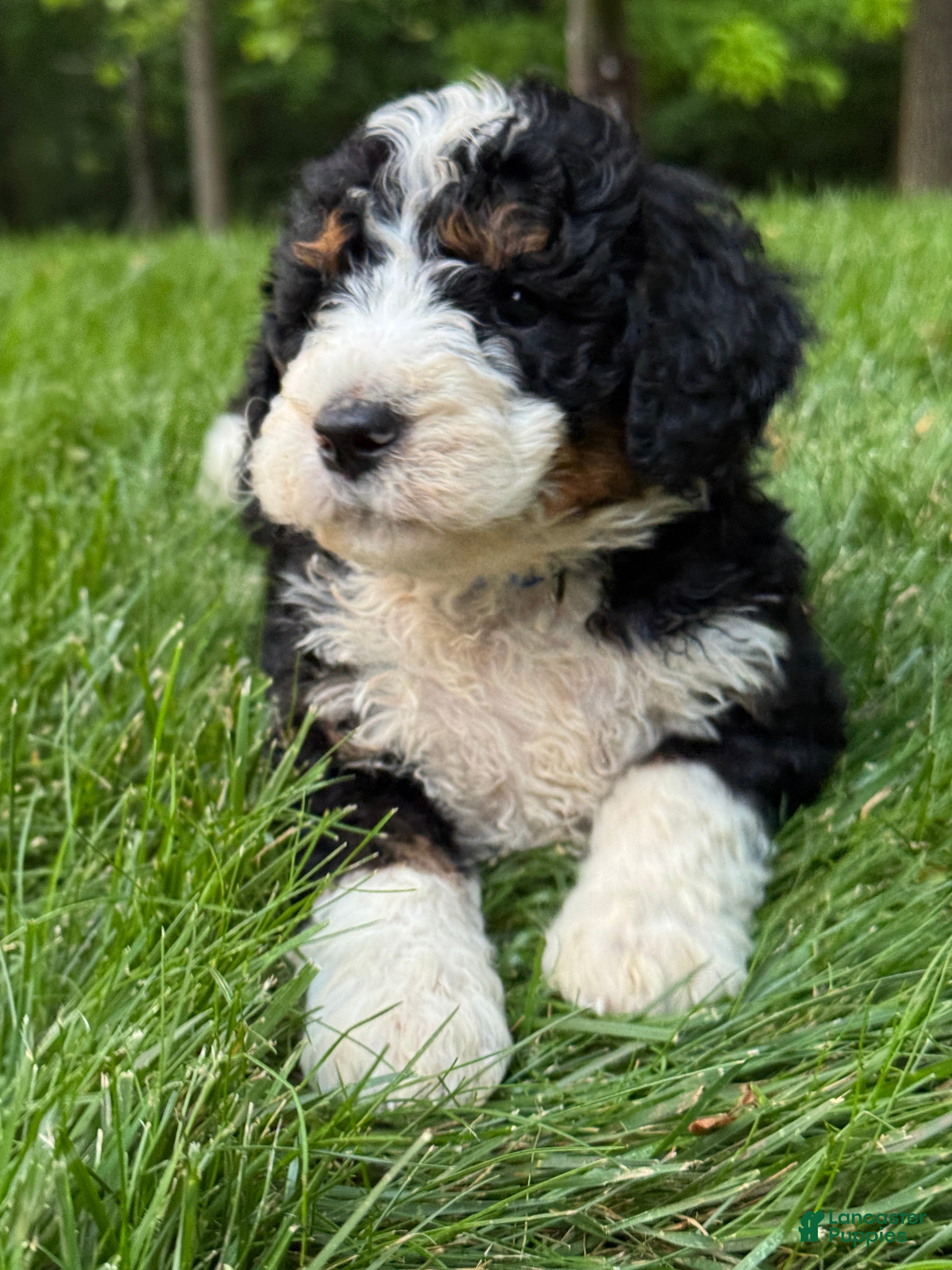 Mini Bernedoodle dogs for sale: Cooper - Ad 3
