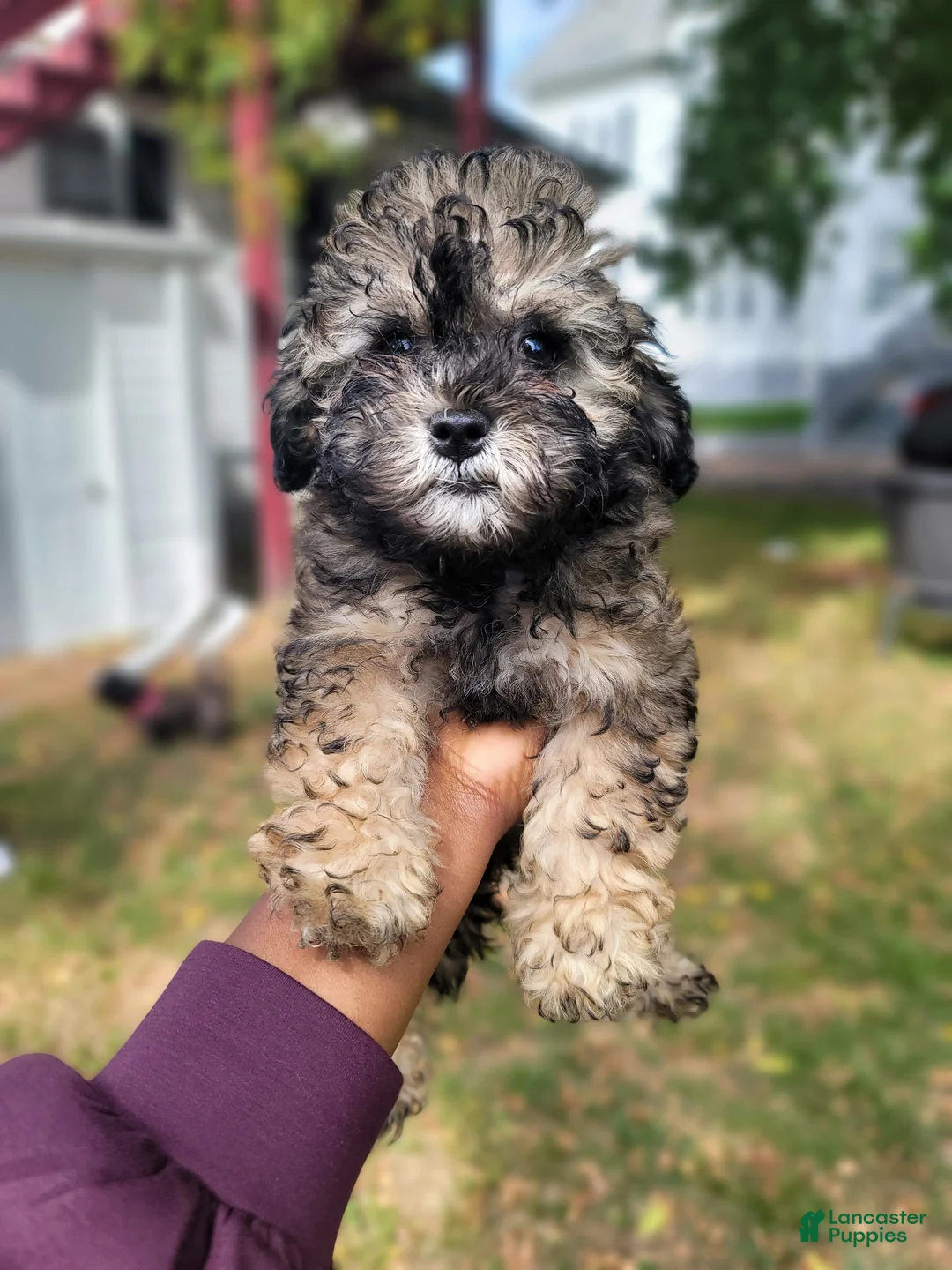 Shihpoo dogs for sale: Roxy - Ad 2