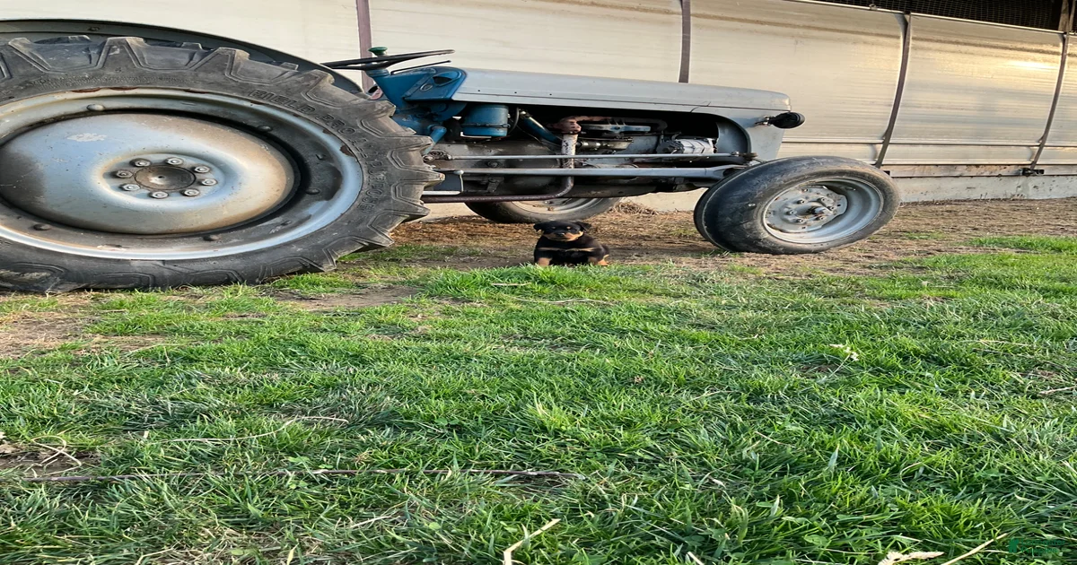 Rottweiler Puppy 4 Rottweiler for sale in Narvon | Lancaster Puppies