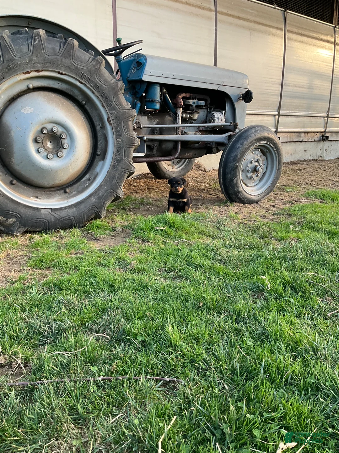 Rottweiler dogs for sale: Rottweiler Puppy 4 - Ad 1