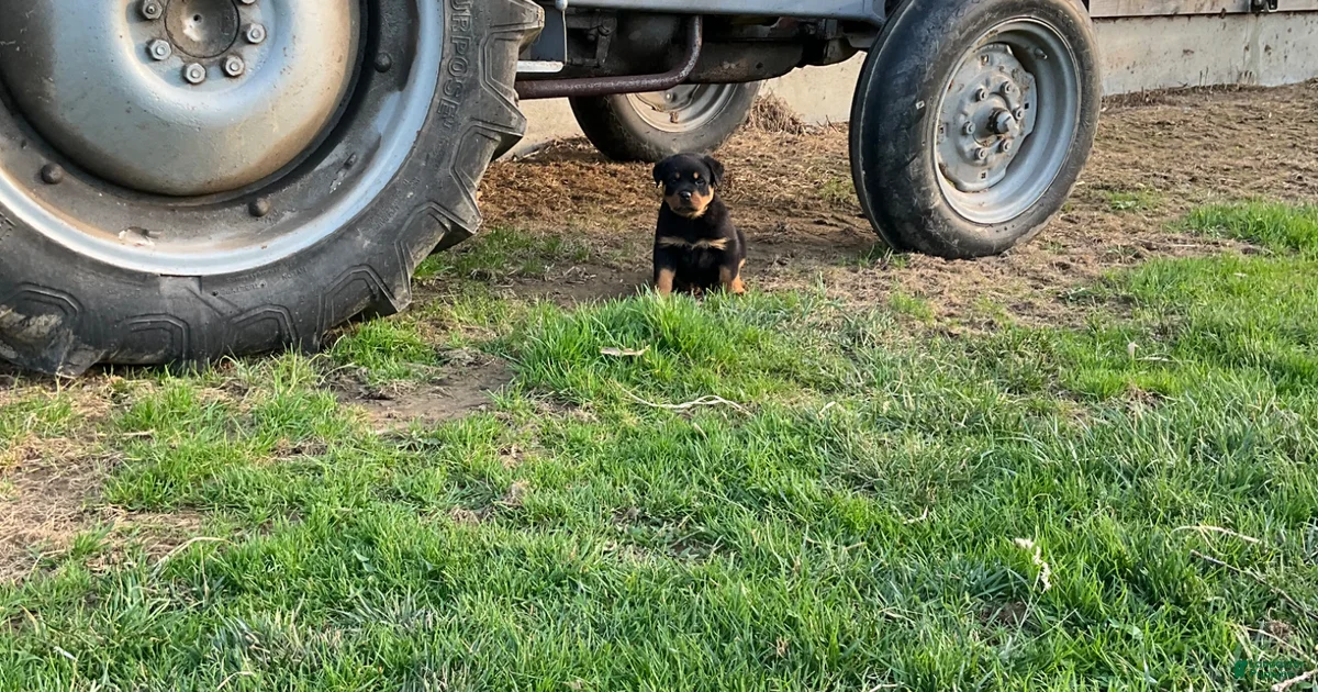 Rottweiler Puppy 4 Rottweiler for sale in Narvon | Lancaster Puppies