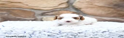 Cavapoo dogs for sale: Finn - Ad 9