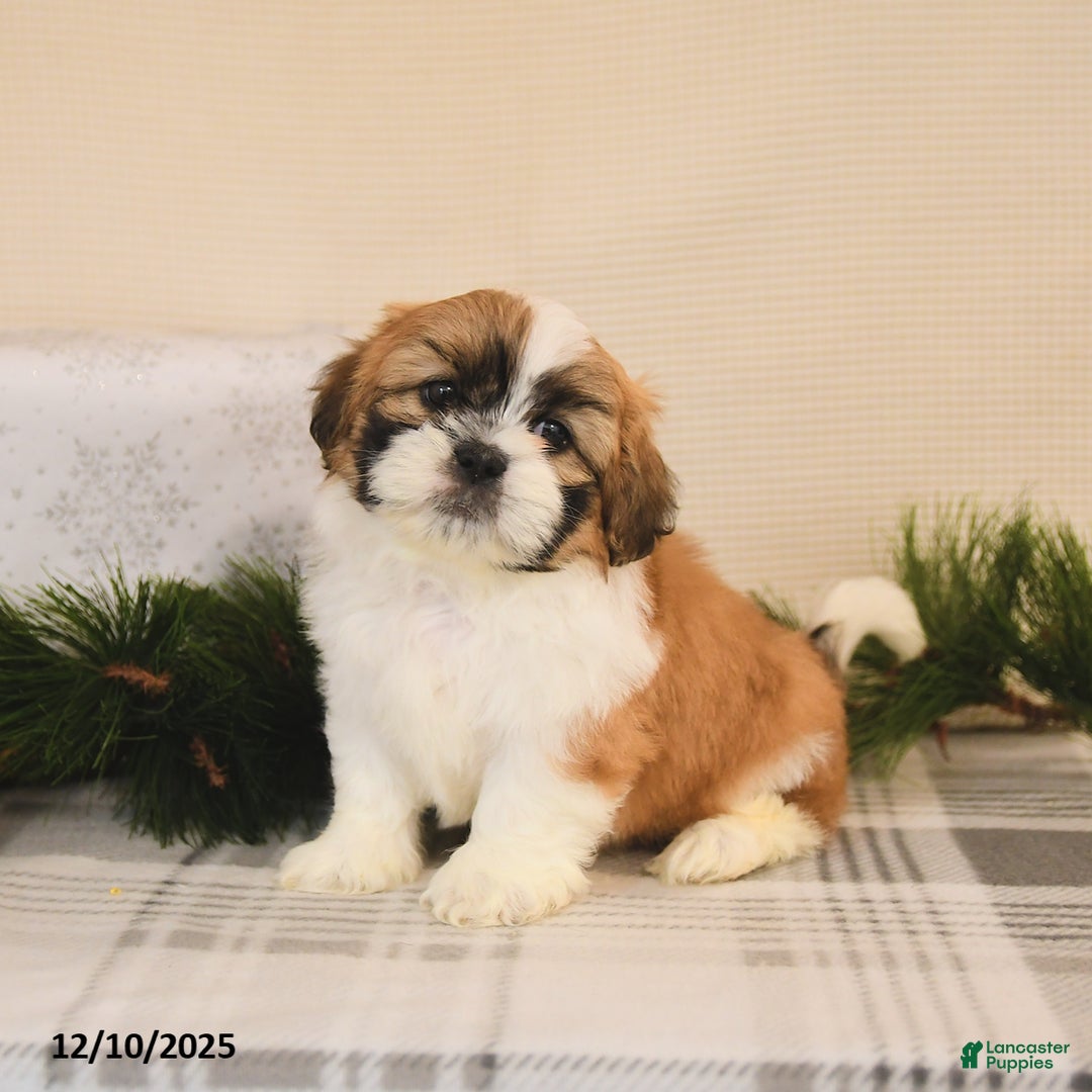 Shih Tzu dogs for sale: Leo - Ad 2