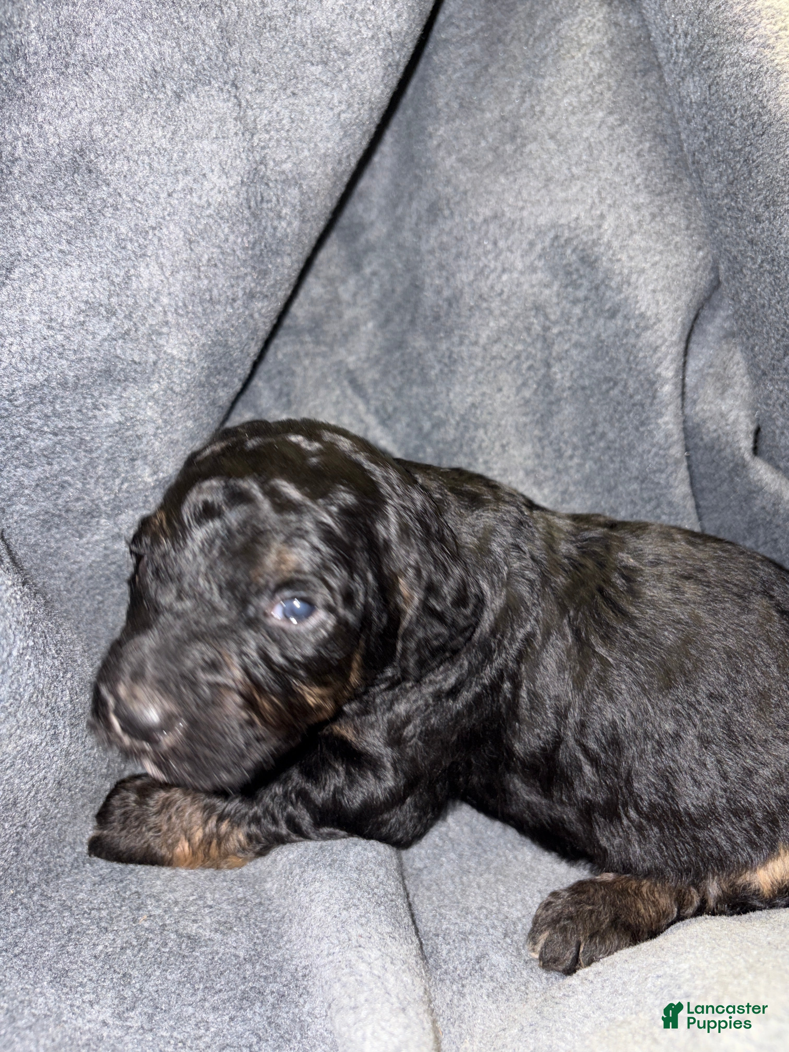 Bernedoodle dogs Weatherby Puppy 5 - Ad 11