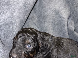 Bernedoodle dogs Weatherby Puppy 5 - Ad 9