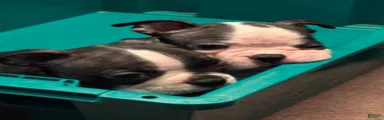 Boston Terrier 2