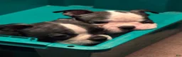Boston Terrier dogs for sale: Boston Terrier 2 - Ad 1