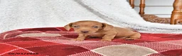 Miniature Dachshund dogs for sale: Jackson - Ad 4